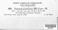 Uromyces proëminens image